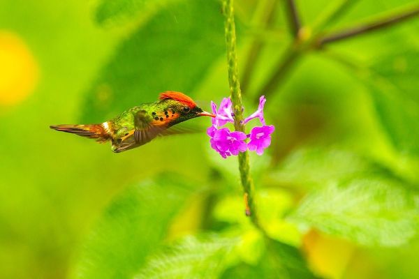 Caribbean-Trinidad-Asa Wright Nature Center Female tufted coquette hummingbird feeding